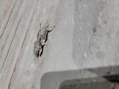 Arthropoda
