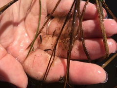 Caudata