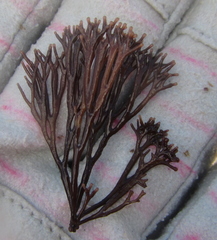 Melanthalia abscissa