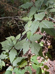 Rubus ursinus