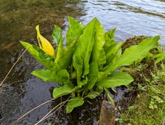 Lysichiton americanus
