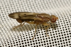 Opomyza germinationis