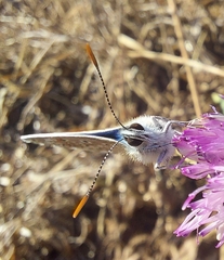 Polyommatus bellargus