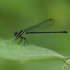 Onychargia atrocyana