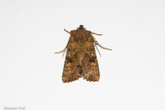 Meterana inchoata