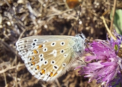 Polyommatus bellargus