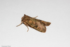 Meterana inchoata