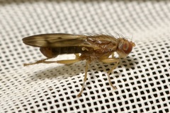 Opomyza germinationis