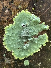 Caliciaceae