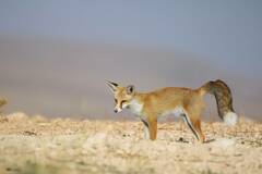 Vulpes vulpes barbara