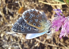Polyommatus bellargus