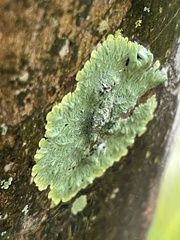 Caliciaceae