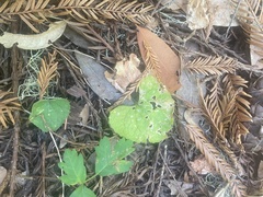 Viola ocellata