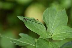 Onychargia atrocyana