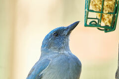 Aphelocoma wollweberi