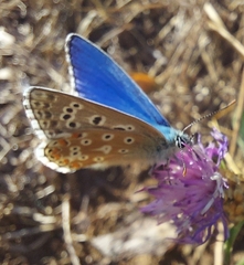 Polyommatus bellargus