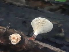 Lentinus arcularius