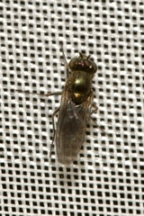 Ephydridae