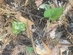 Viola ocellata
