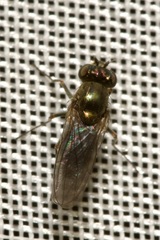 Ephydridae