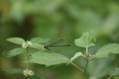 Onychargia atrocyana