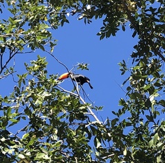 Ramphastos toco