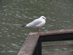 Chroicocephalus ridibundus