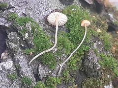 Mycena acicula