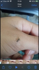 Camponotus arboreus
