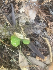 Viola ocellata