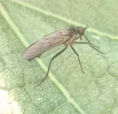 Rhamphomyia spinipes