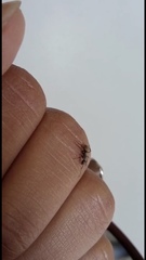 Camponotus arboreus