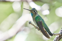 Eugenes fulgens