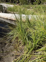 Schoenoplectus americanus