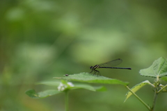 Onychargia atrocyana