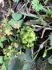 Alchemilla vulgaris