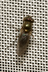Ephydridae
