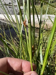 Schoenoplectus americanus