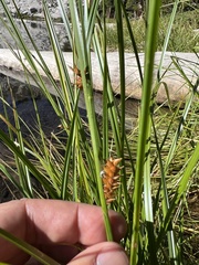 Schoenoplectus americanus