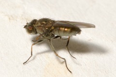 Ephydridae