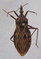 Triatoma dispar