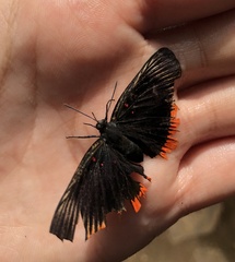 Lyropteryx apollonia