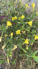 Oenothera argillicola