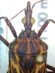 Triatoma dispar
