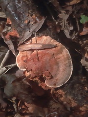 Hapalopilus rutilans