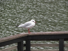Chroicocephalus ridibundus