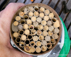 Megachile sculpturalis