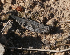 Trimerotropis cincta