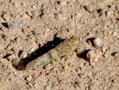 Trimerotropis pallidipennis