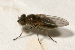 Ephydridae